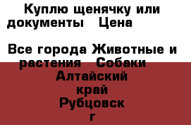 Куплю щенячку или документы › Цена ­ 3 000 - Все города Животные и растения » Собаки   . Алтайский край,Рубцовск г.